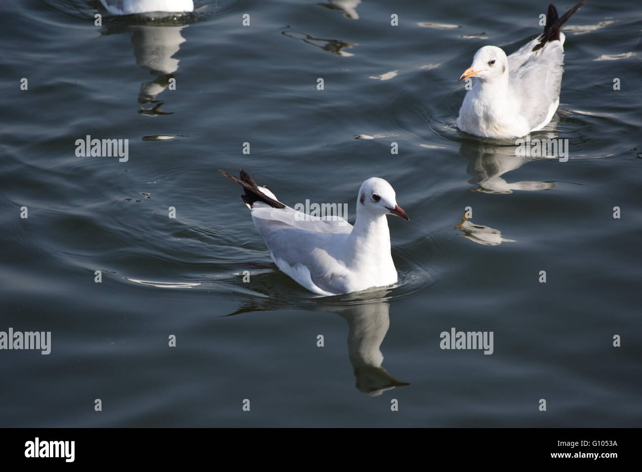 Colour Image, Day, Flock Of Birds,sea Stock Photo