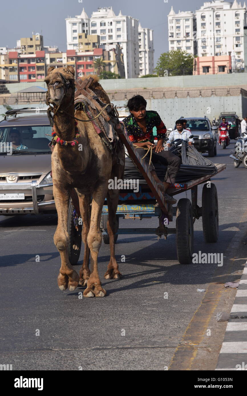big camel with his cart , camel cart is still used as a means of