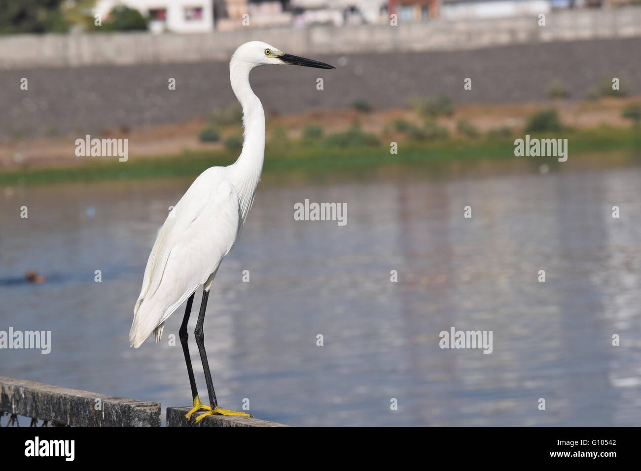white crane  in the river beautiful morning view of the tapi river in gurat india ,divyesh lad,winning ,best Stock Photo