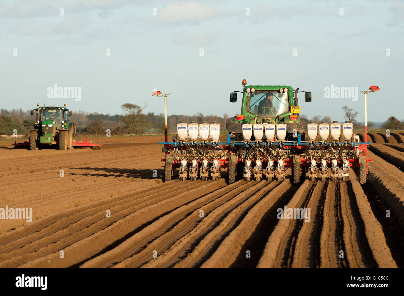 Carrot crop being planted, Alderton, Suffolk, UK. Stock Photo