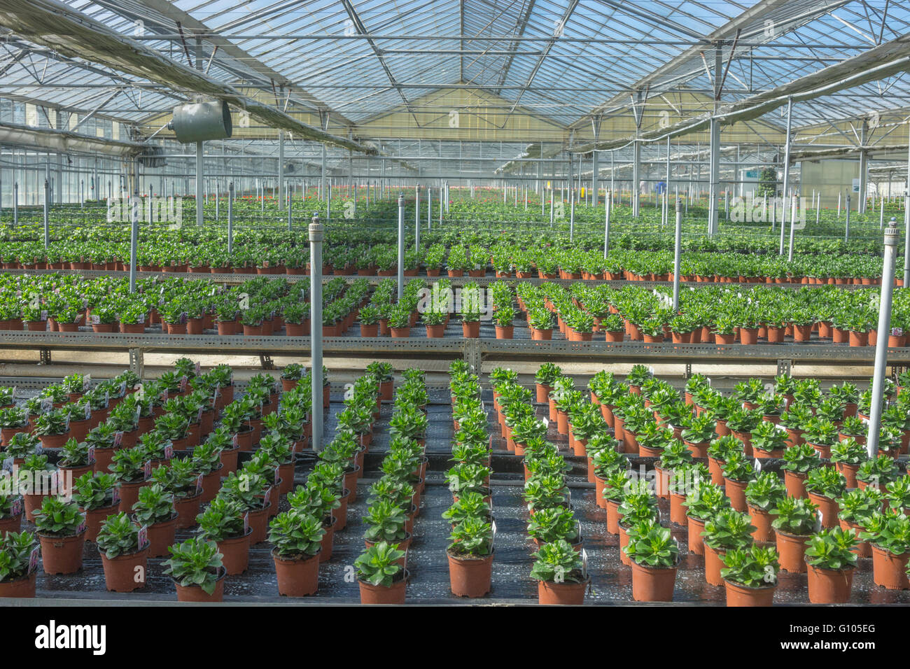 plant nursery,   commercial greenhouse, Stock Photo