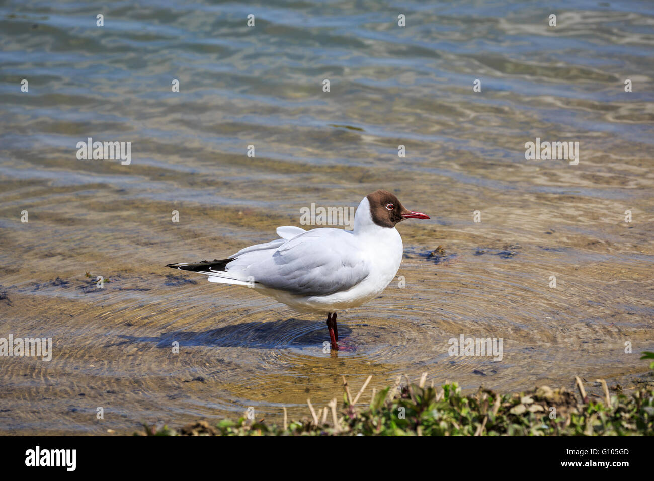 Black-headed gull (Chroicocephalus ridibundus), standing in shallow water, Wildfowl & Wetlands Trust, Arundel, West Sussex, UK Stock Photo