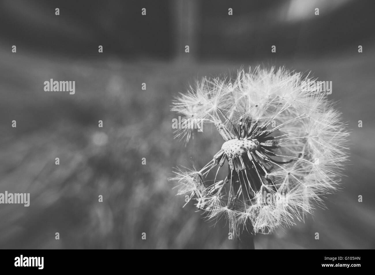 Wide black seeds Black and White Stock Photos & Images - Alamy