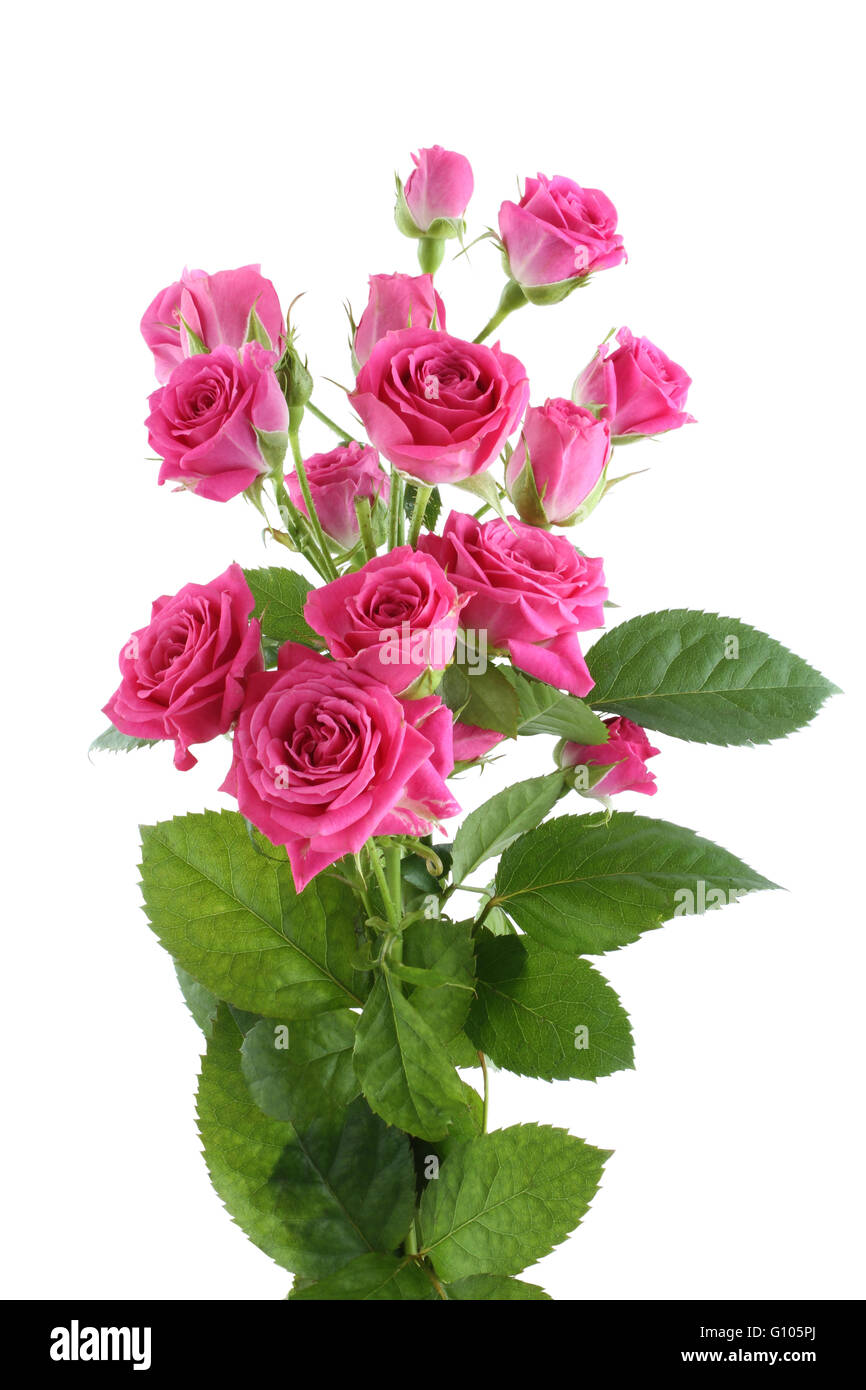 Small Light Pink Roses Small bouquet of pink roses hi-res stock photography and images - Alamy