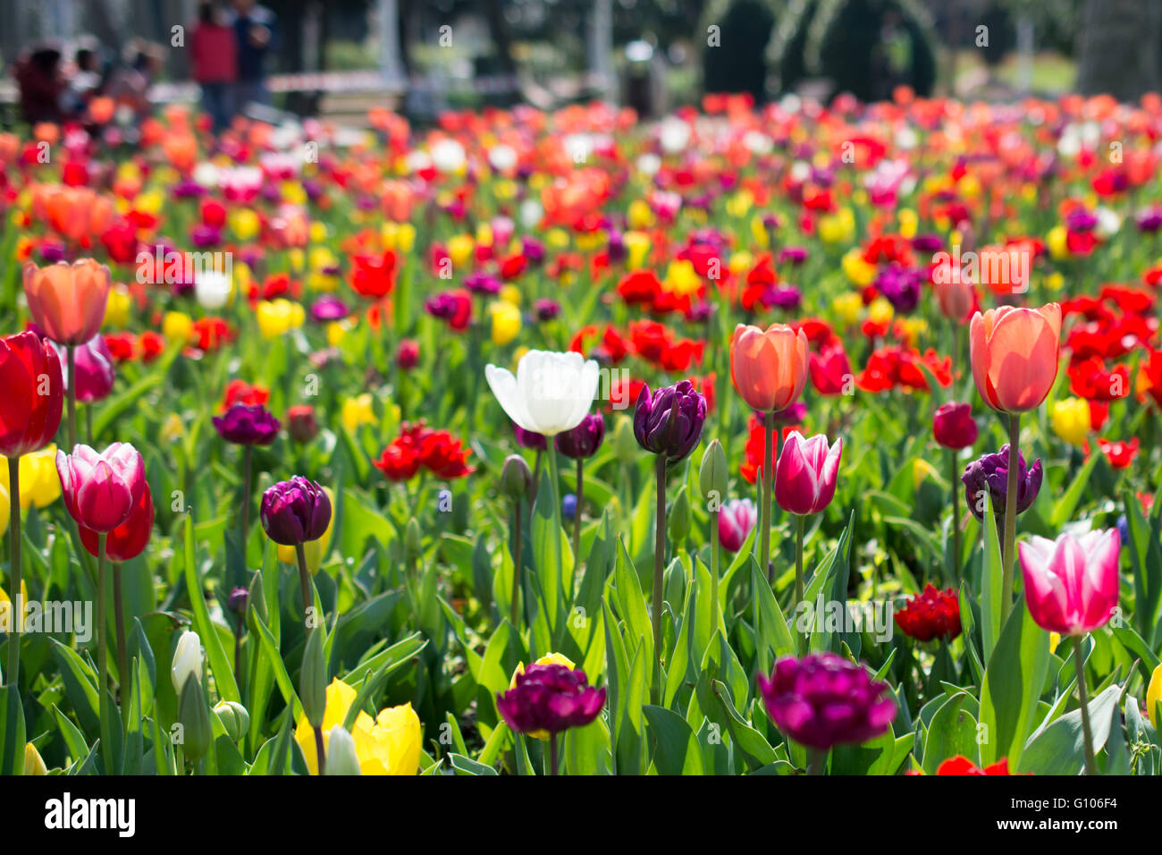 tulips of various colors in nature in spring time Stock Photo - Alamy