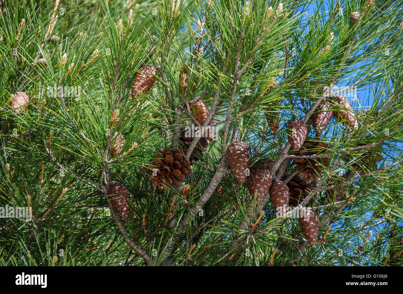 Pollen de conifère hi-res stock photography and images - Alamy