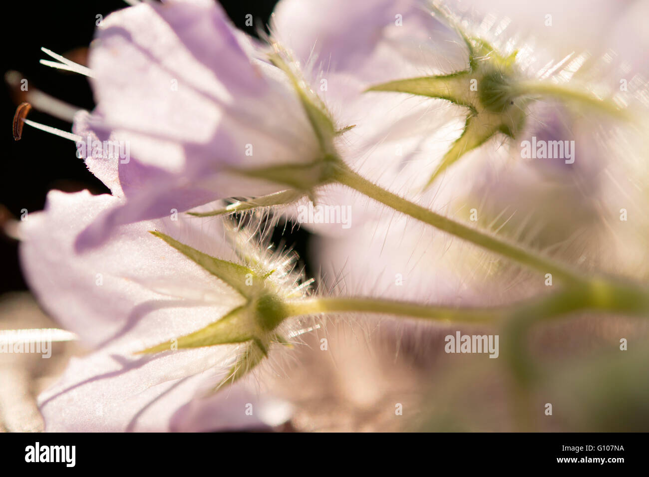 Purple pastel hi-res stock photography and images - Alamy