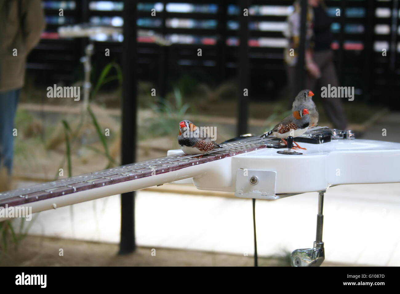 Bird on an electric guitar Stock Photo Alamy