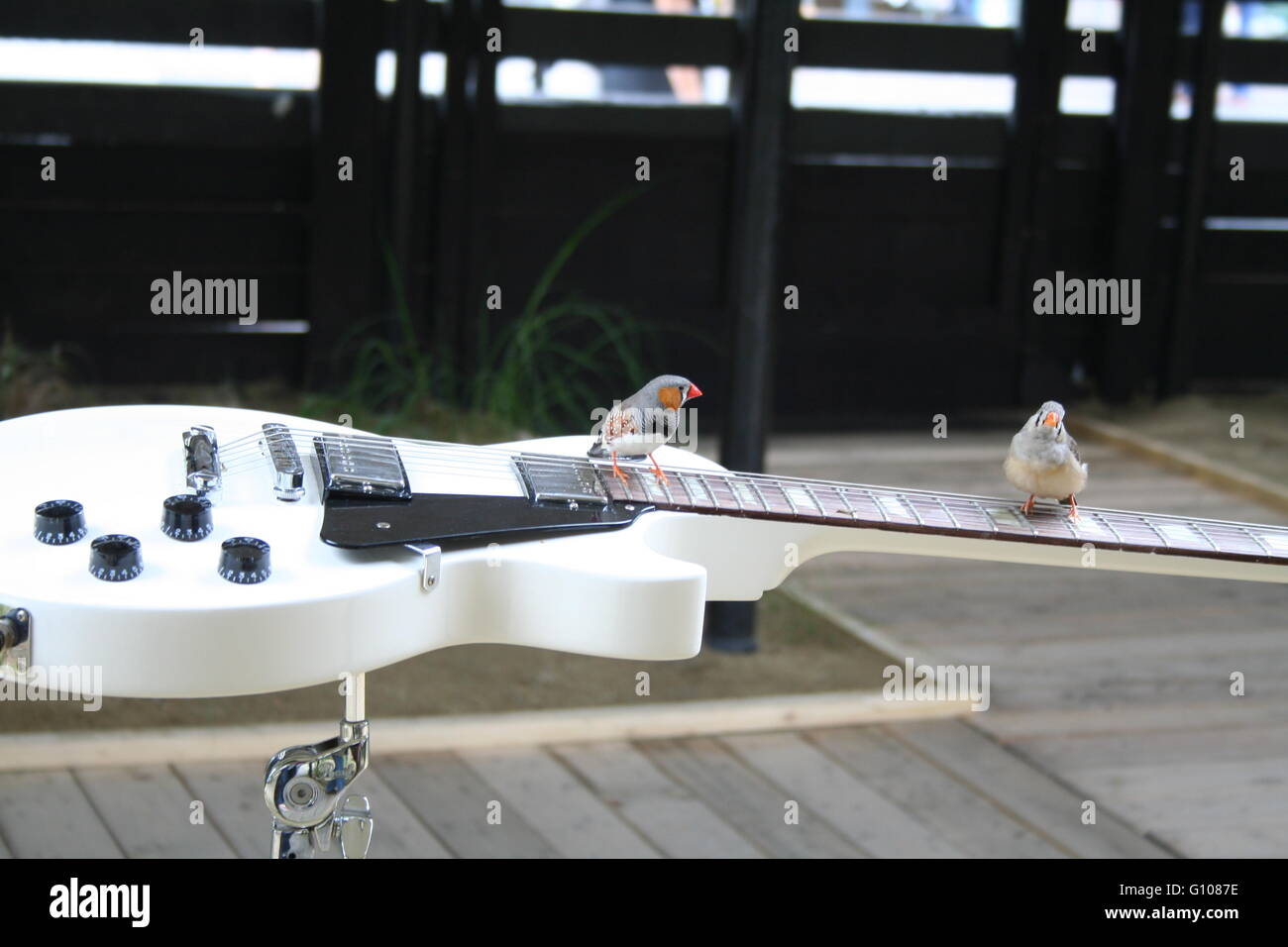 Bird on an electric guitar Stock Photo Alamy