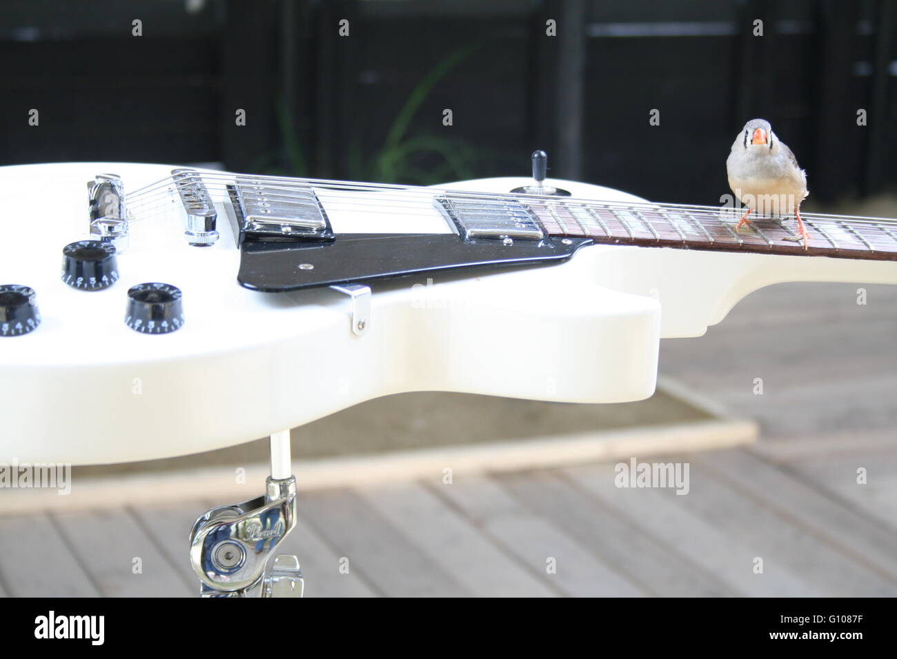 Bird on an electric guitar Stock Photo Alamy