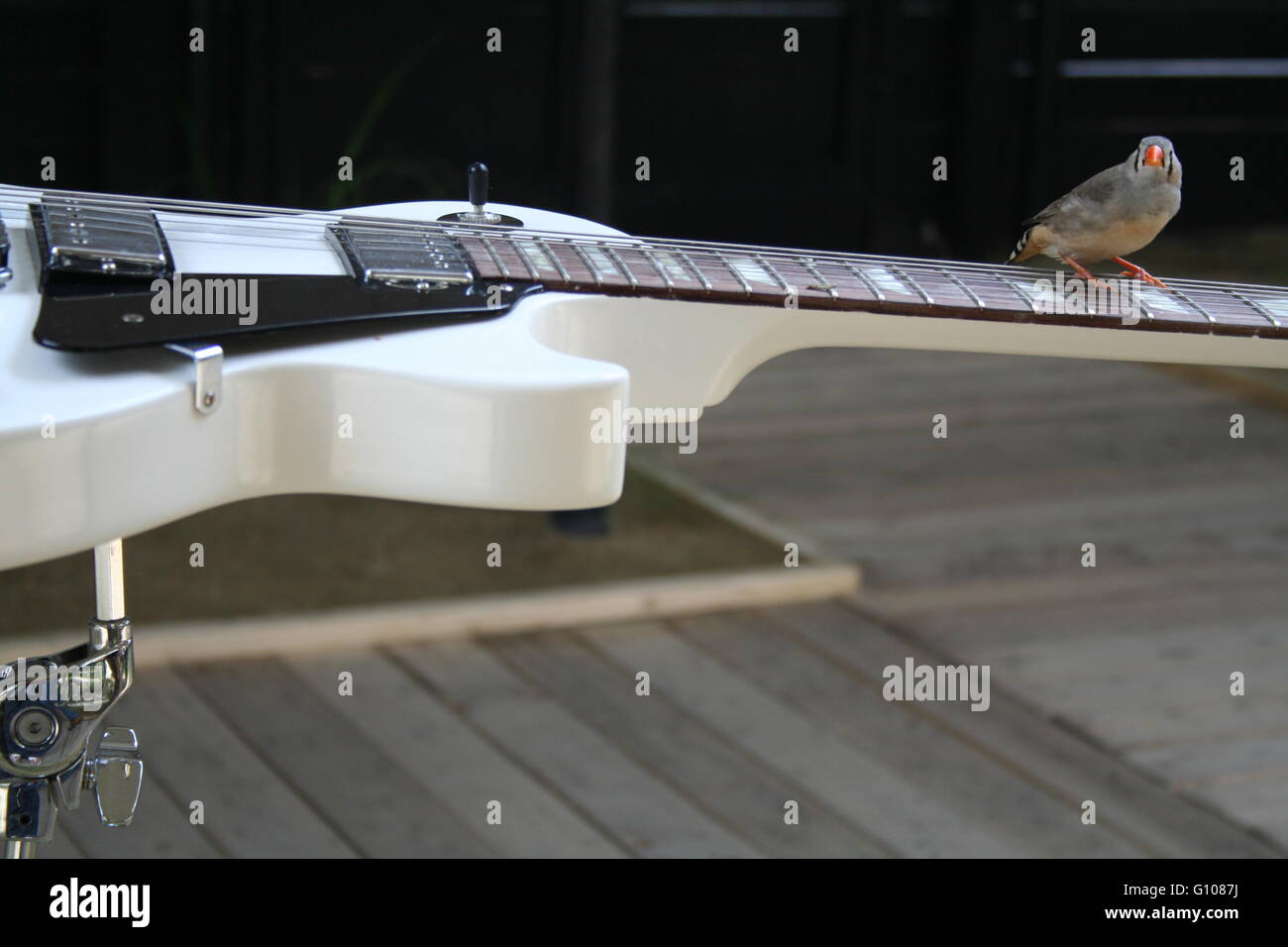 Bird on an electric guitar Stock Photo Alamy