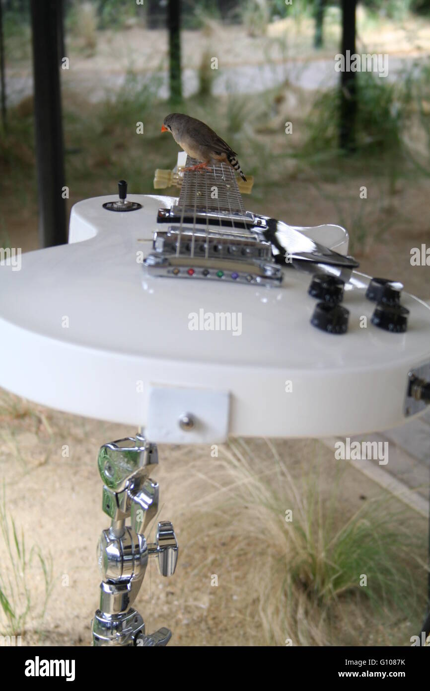 Bird on an electric guitar Stock Photo Alamy