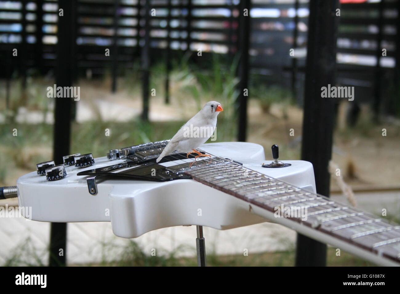 Bird on an electric guitar Stock Photo Alamy