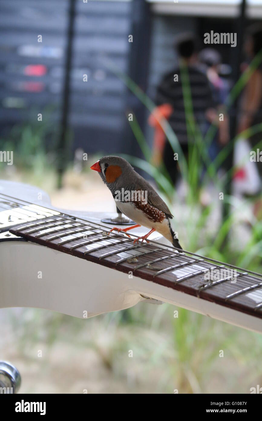 Bird on an electric guitar Stock Photo Alamy