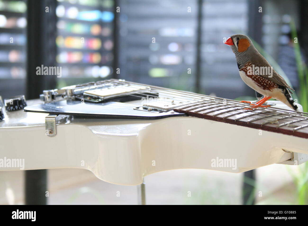 Bird on an electric guitar Stock Photo Alamy