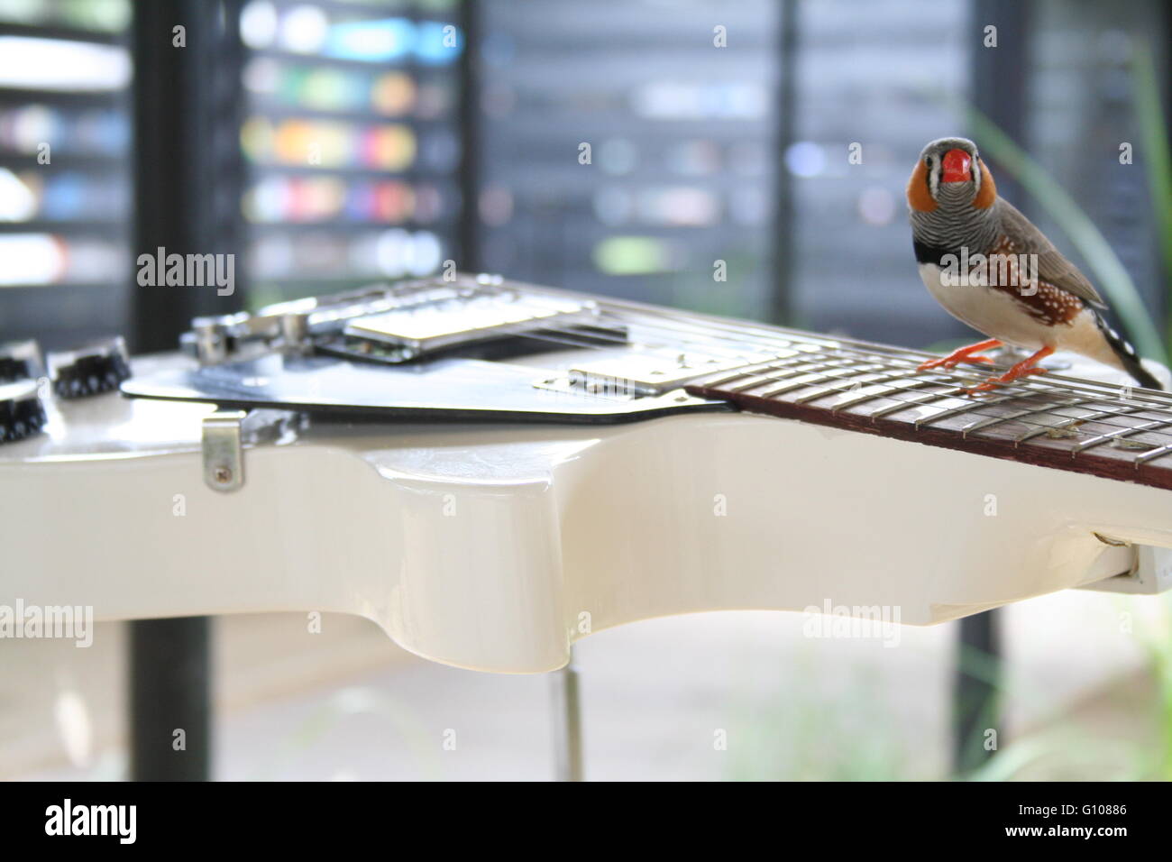 Bird Playing Guitar High Resolution Stock Photography and Images Alamy