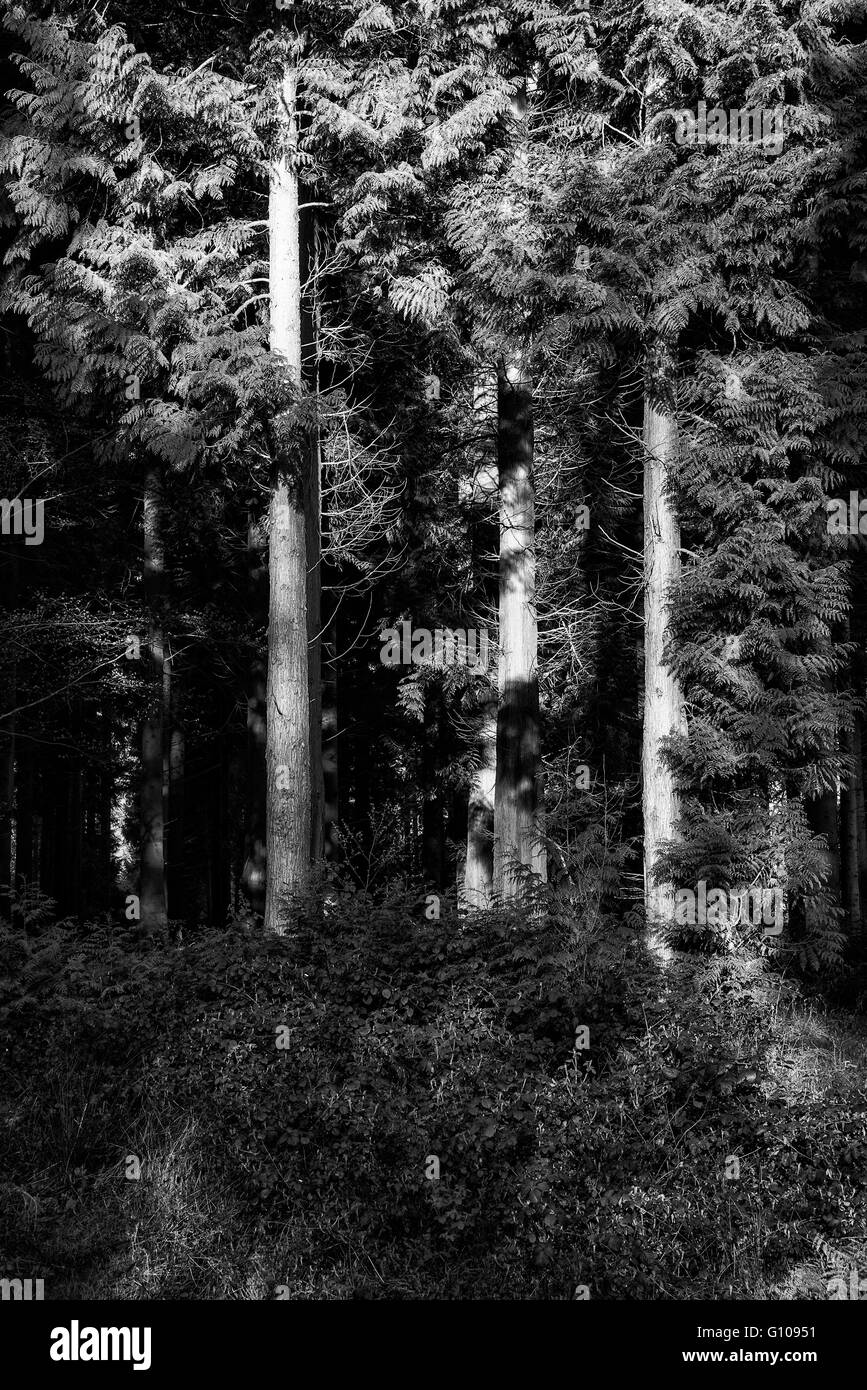 Sunlight forest Black and White Stock Photos & Images - Alamy