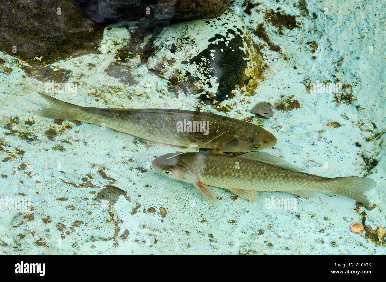 Living fish in aquarium or small lake outdoor, Pancharevo, Bulgaria Stock Photo