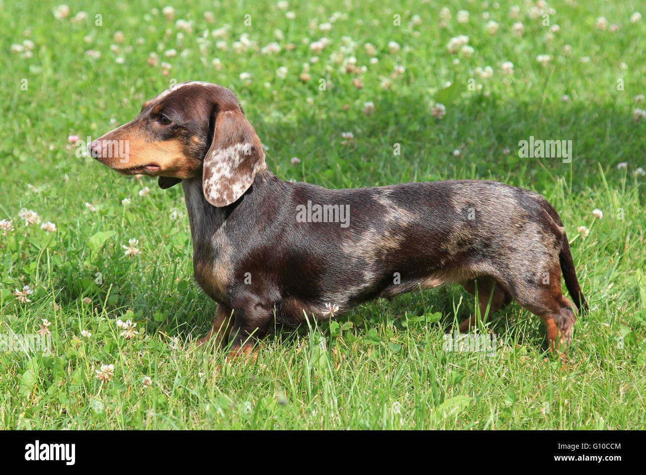 Typical Dachshund Smooth-haired (colour Tiger-brindle) in the spring garden  Stock Photo - Alamy