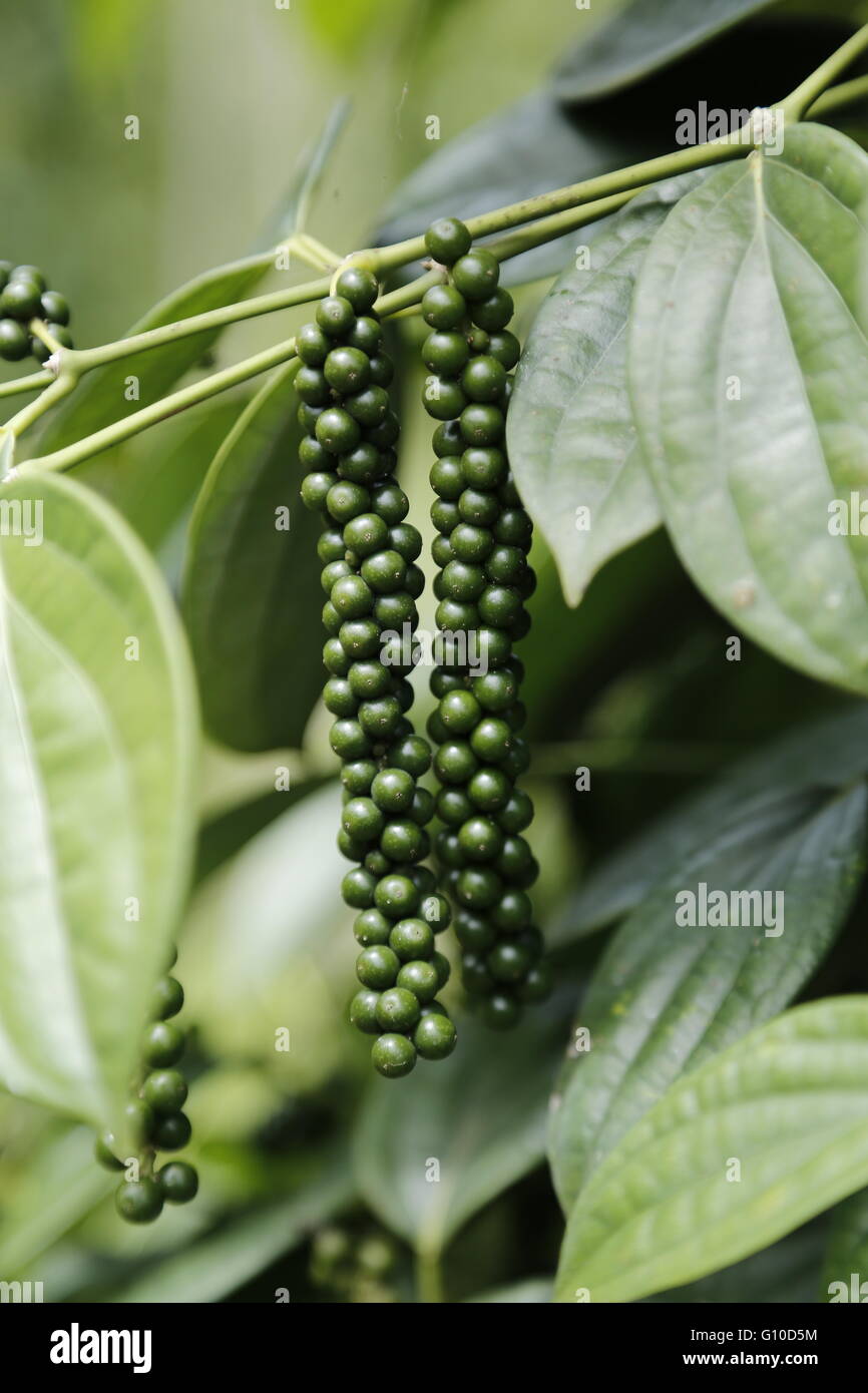 Close-up of fresh live green peppercorns (Black Pepper) in Sarawak Stock Photo - Alamy