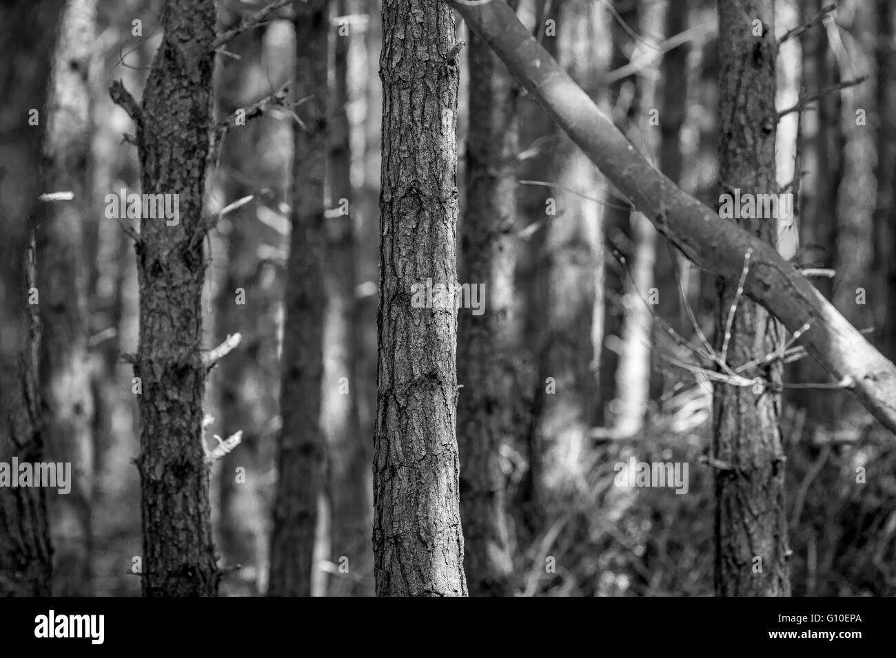Beautiful forest sweden Black and White Stock Photos & Images - Alamy