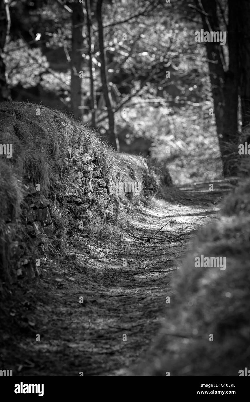Hiking in the woods Black and White Stock Photos & Images - Alamy