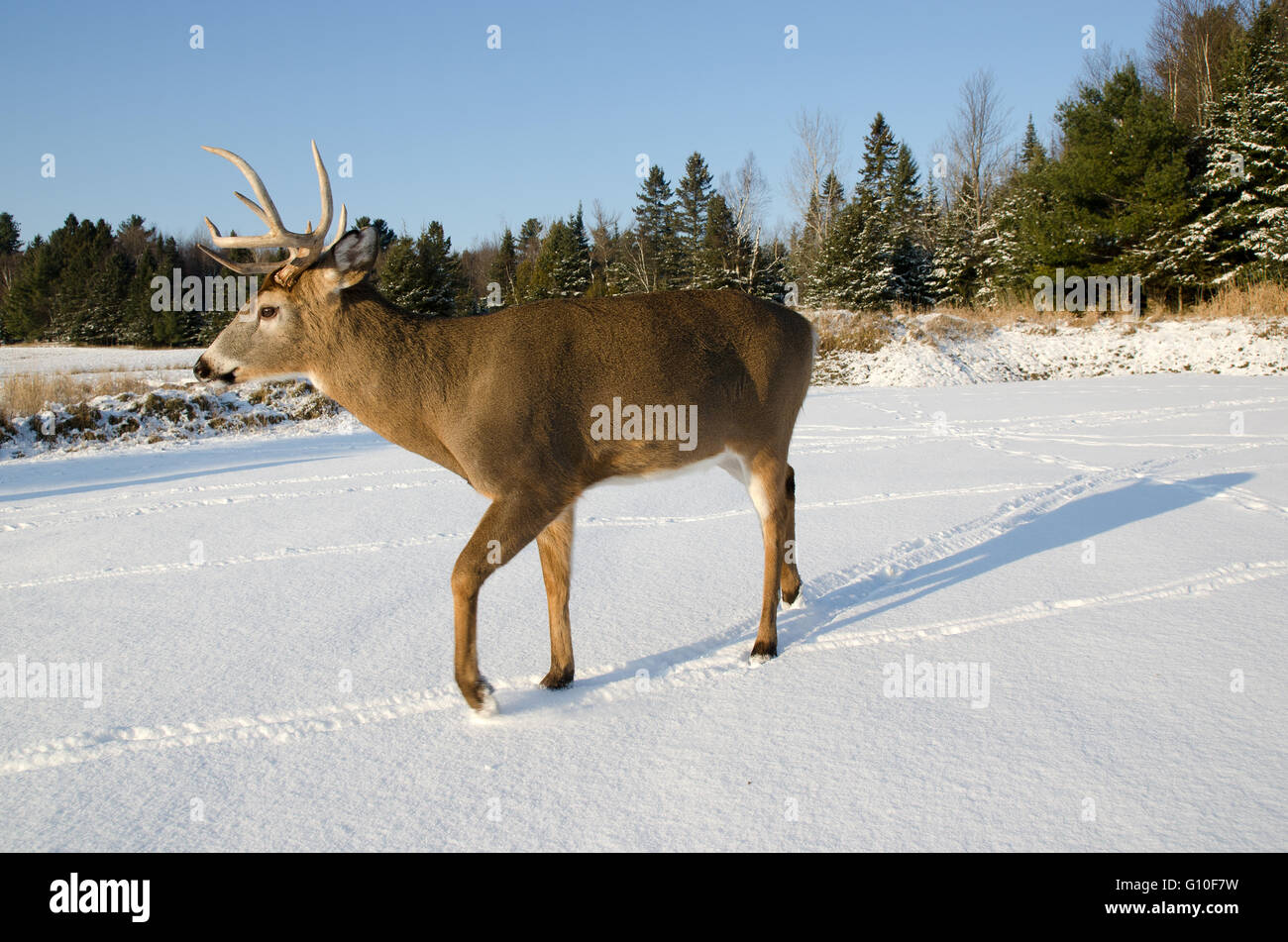 Buck Deer walking  in the snow on a cold winter day Stock Photo
