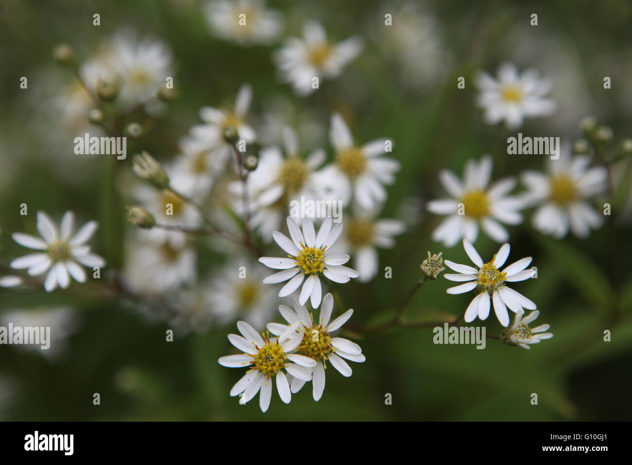 Delicate, little white and yellow daisies in the National Park, Glenveagh, Churchill, Letterkenny,, Co. Donegal Stock Photo