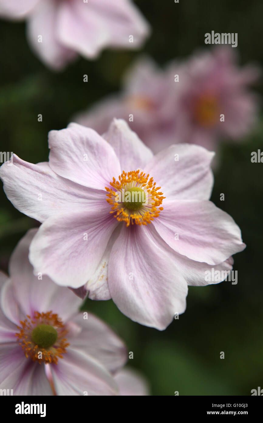 Pretty pink, little garden flowers Stock Photo