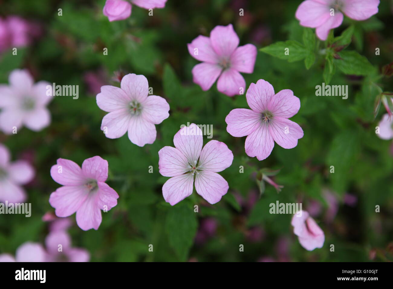 Delight, light, little purple flowers in the National Park Glenveagh Stock Photo