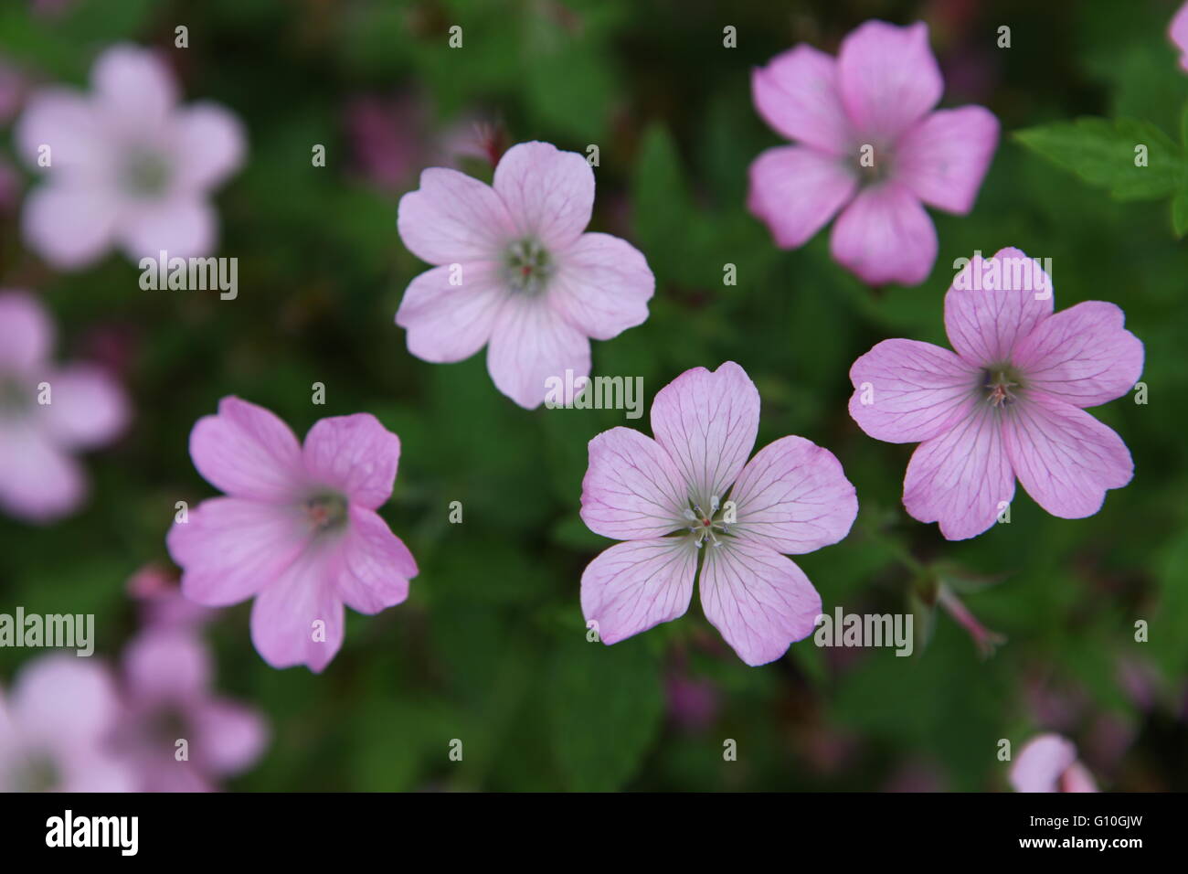 Delight, light, little purple flowers in the National Park Glenveagh Stock Photo