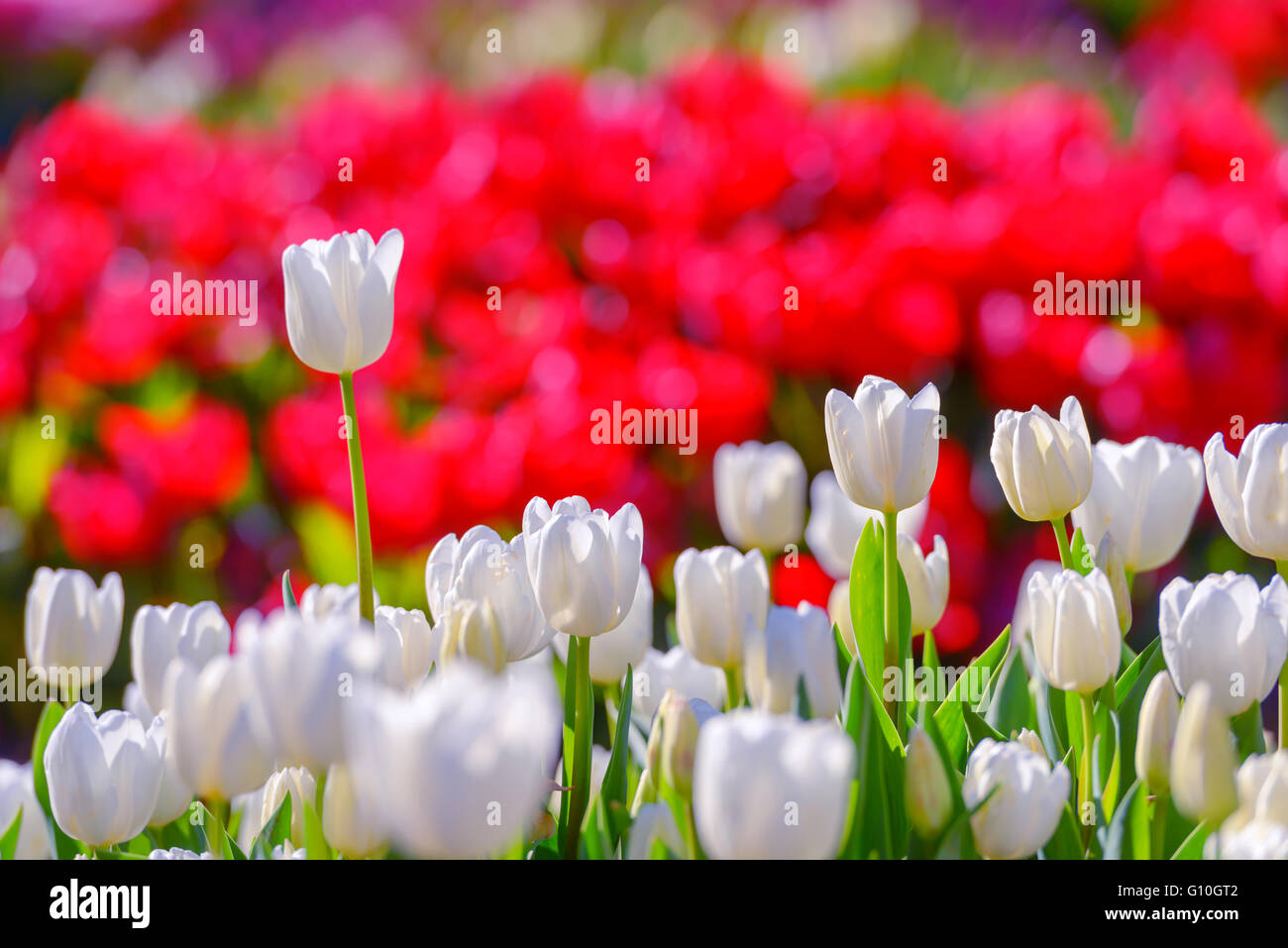 white tulip field close up Stock Photo
