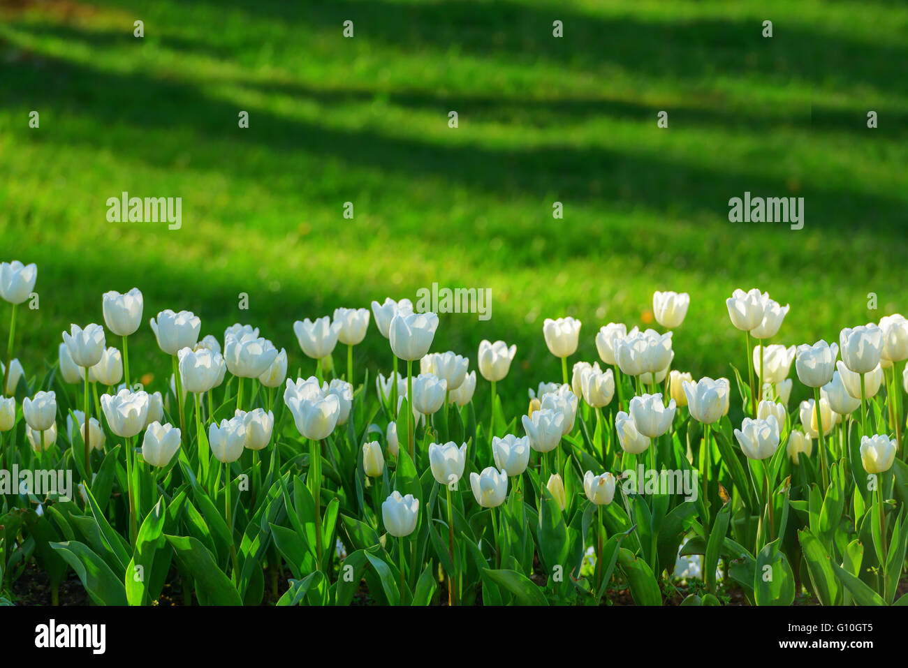 white tulip field close up Stock Photo