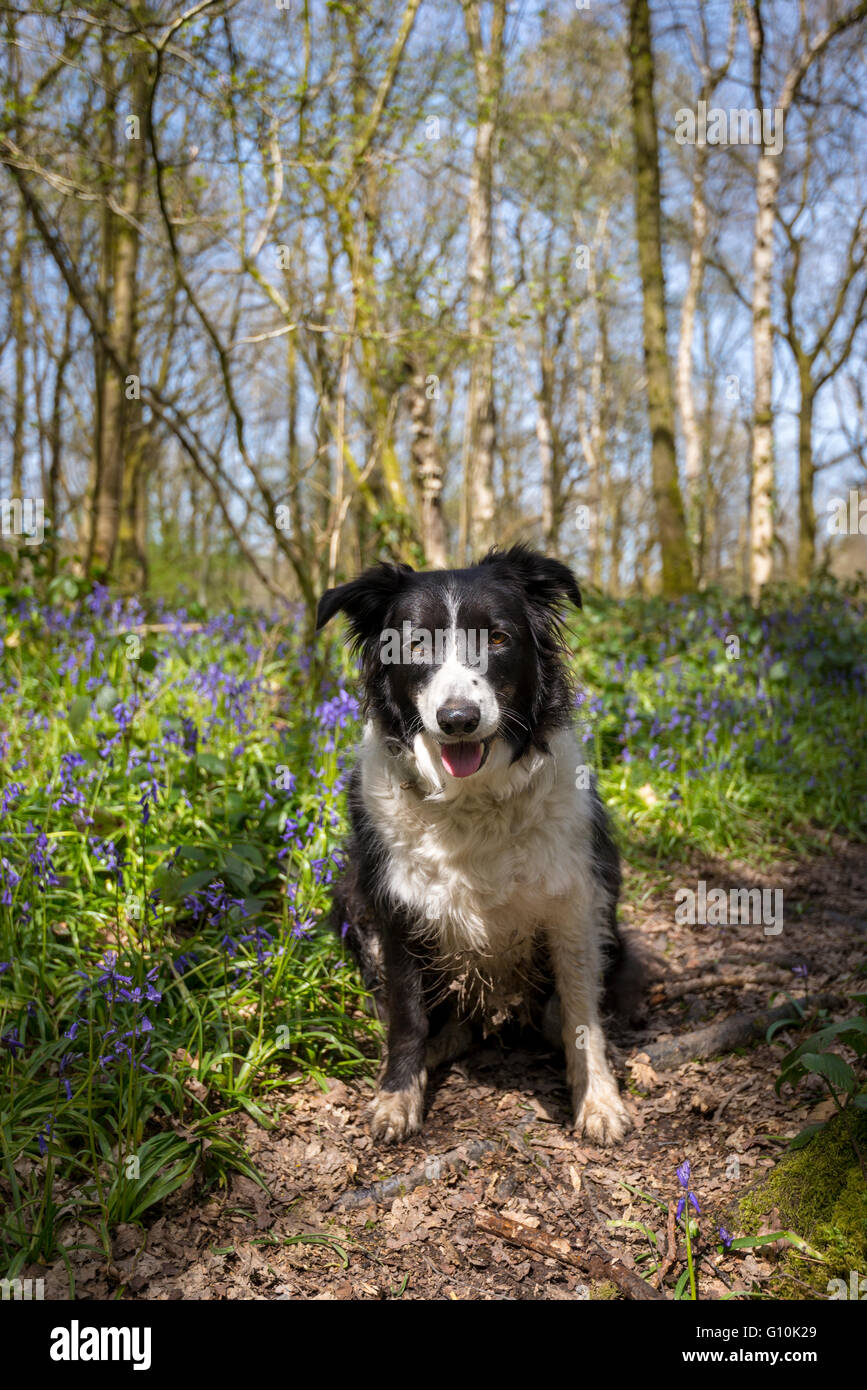 Beautiful black and white collie dog sitting on a path in an English woodland in spring. Stock Photo