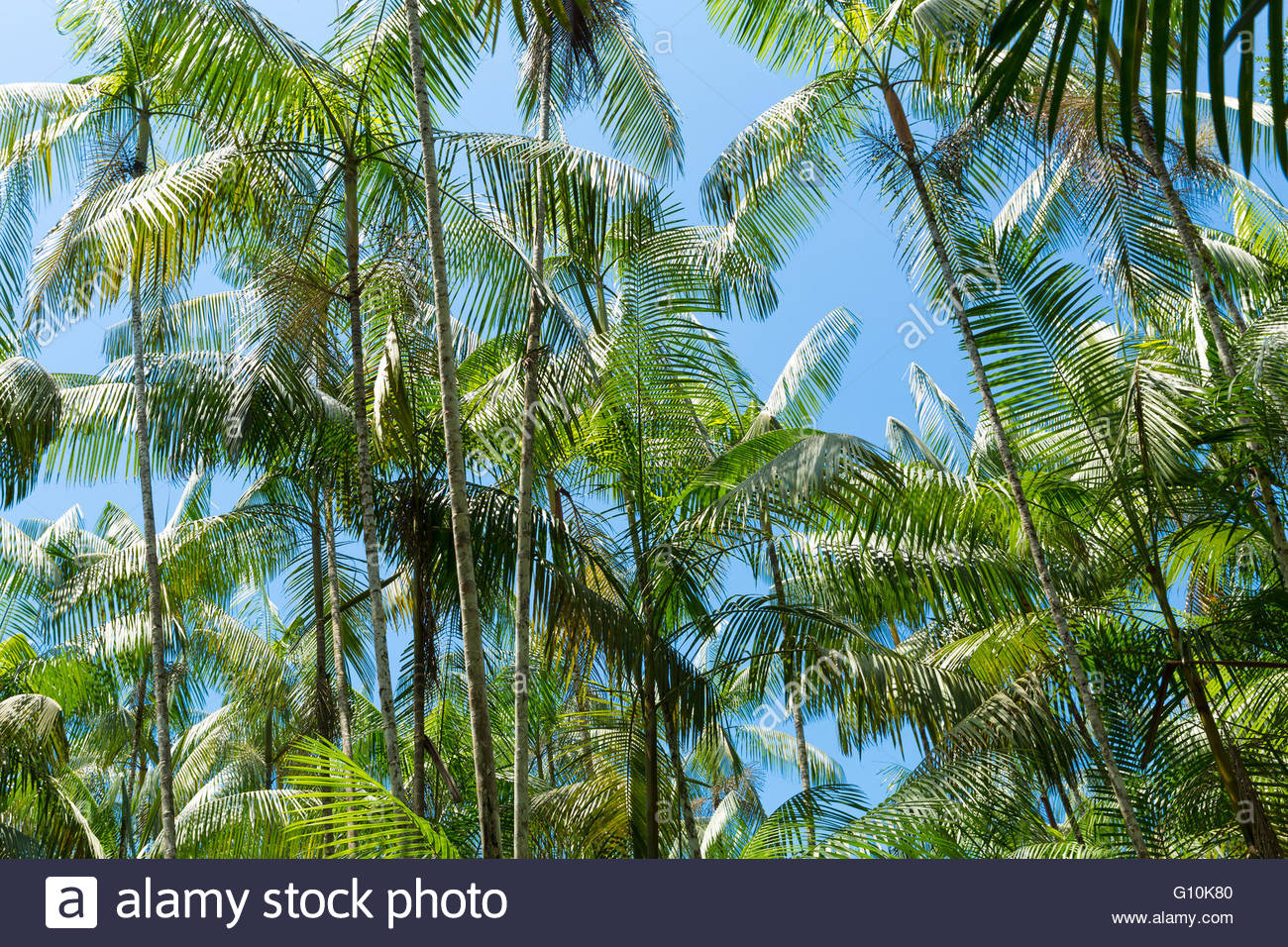 Acai Palm Tree Stock Photos & Acai Palm Tree Stock Images Alamy