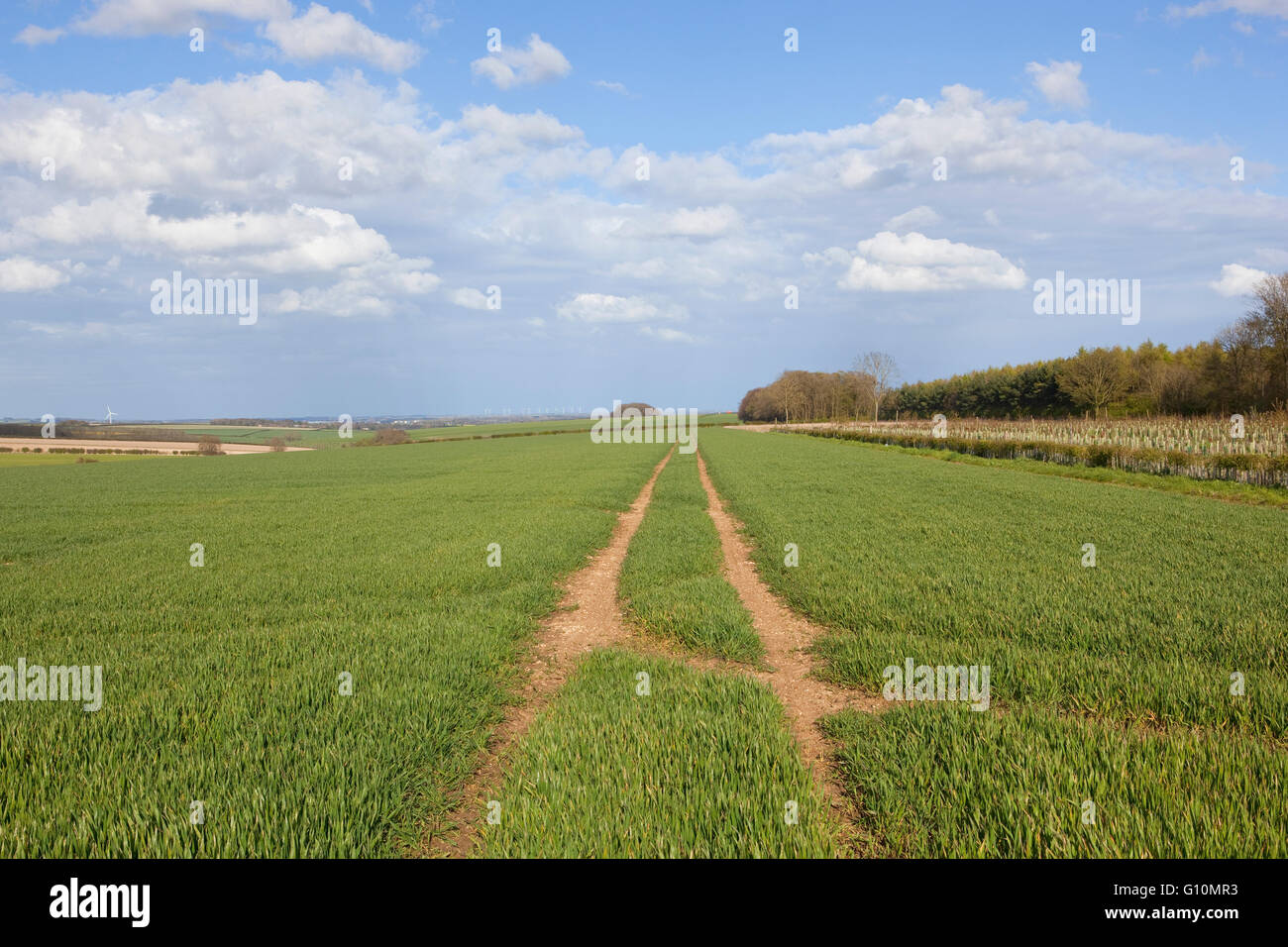 Green wheat crops in a springtime farmland landscape on the scenic Yorkshire wolds. Stock Photo