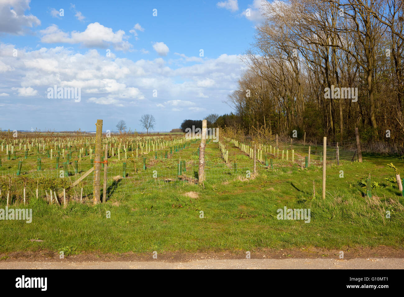 mature trees yorkshire Mature trees yorkshire