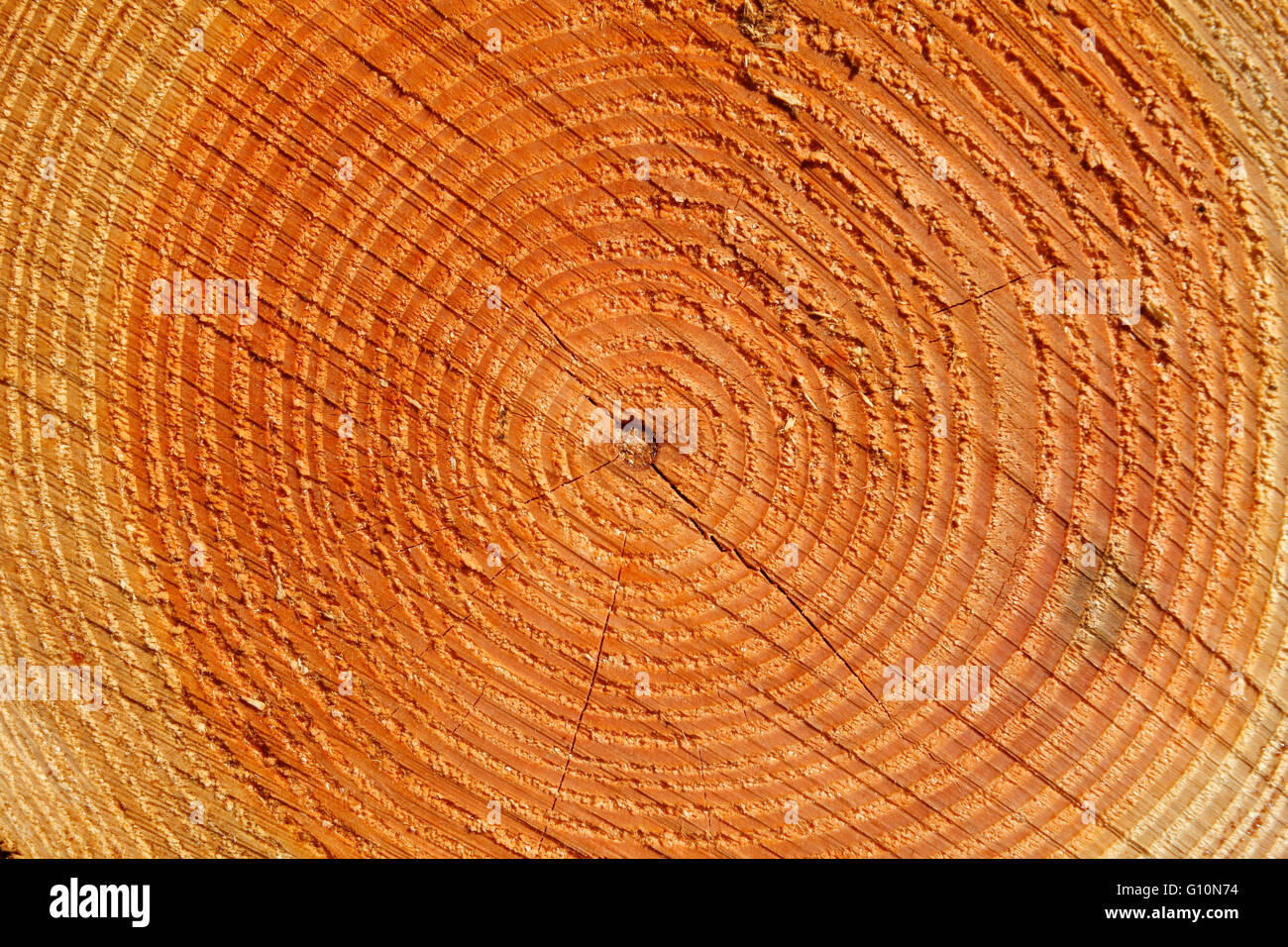 Annual rings wood hires stock photography and images Alamy