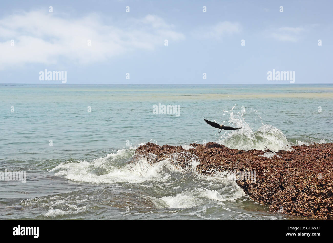 Black bird, crow, flying away when ocean waves break on rocky beach of Anjuna in Goa, India Stock Photo