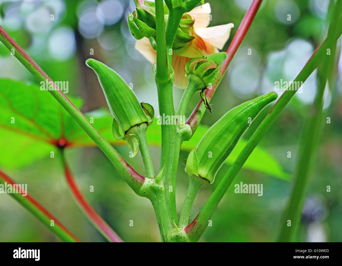 Okra seed pod hires stock photography and images Alamy