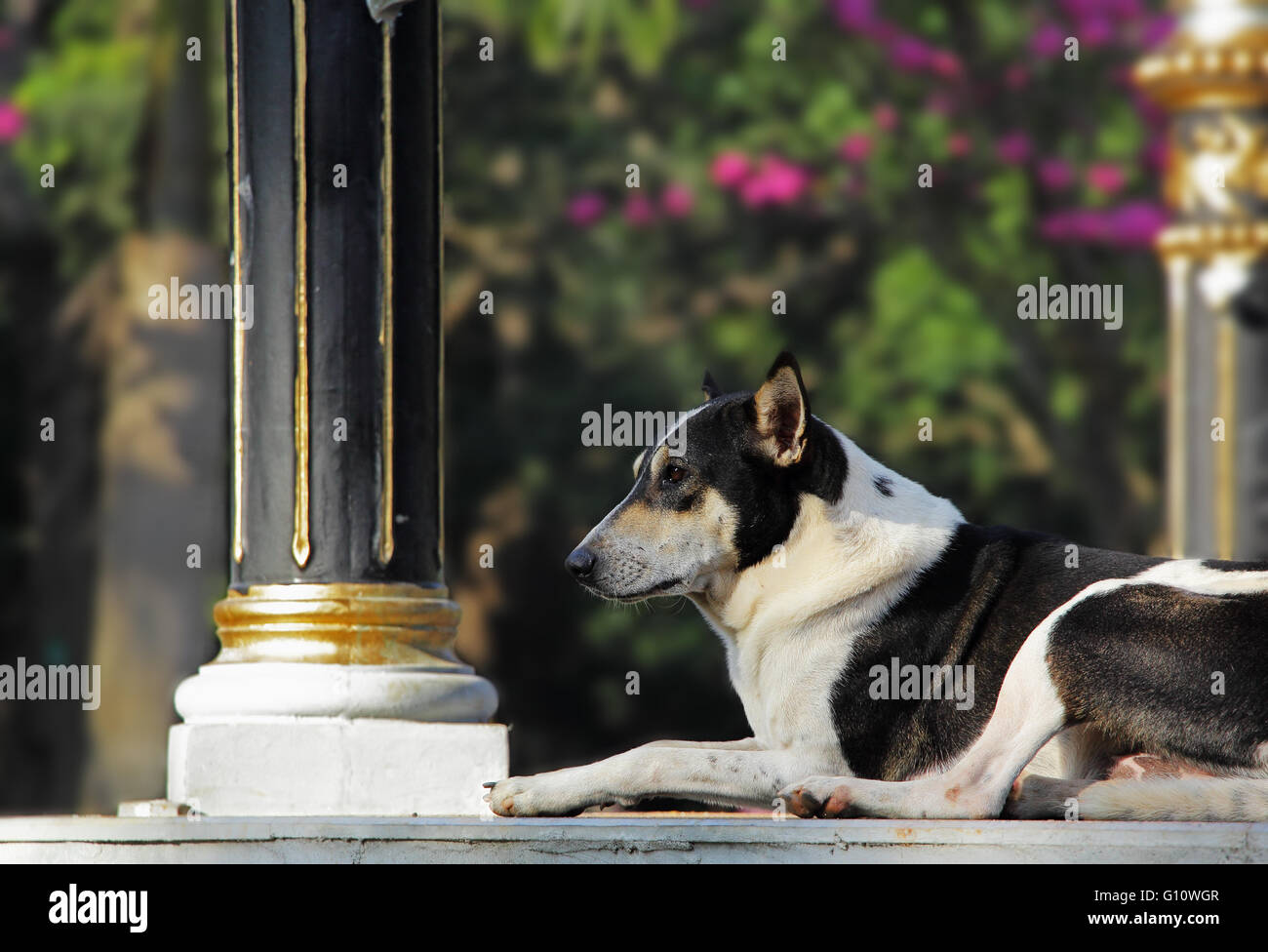 Alert and vigilant black and white dog on watch duty. Stock Photo