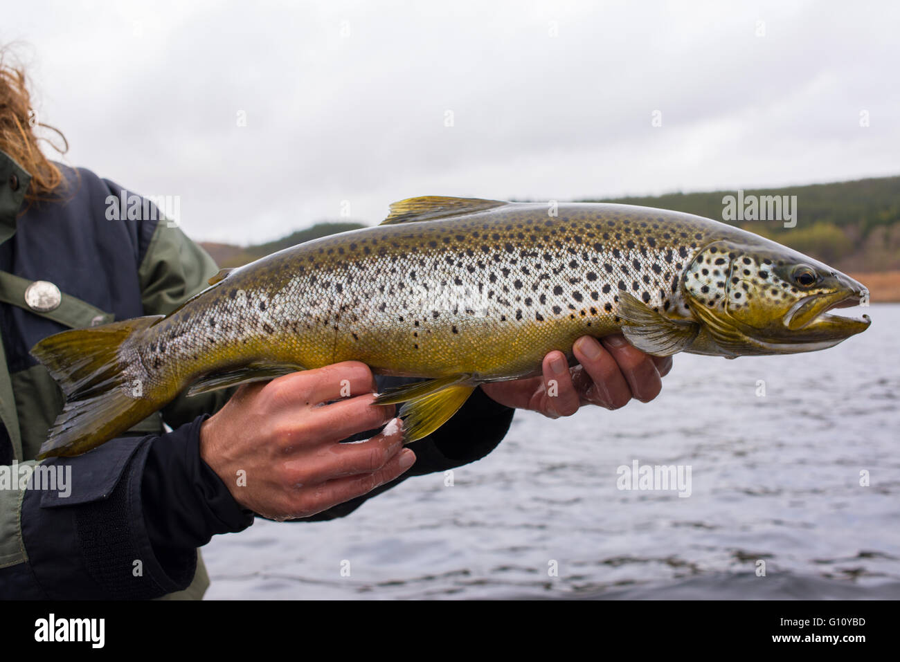 Three wild trout with fishing fly reel, landing net and assorted flies on  wet river bed stones with vintage concept Stock Photo - Alamy