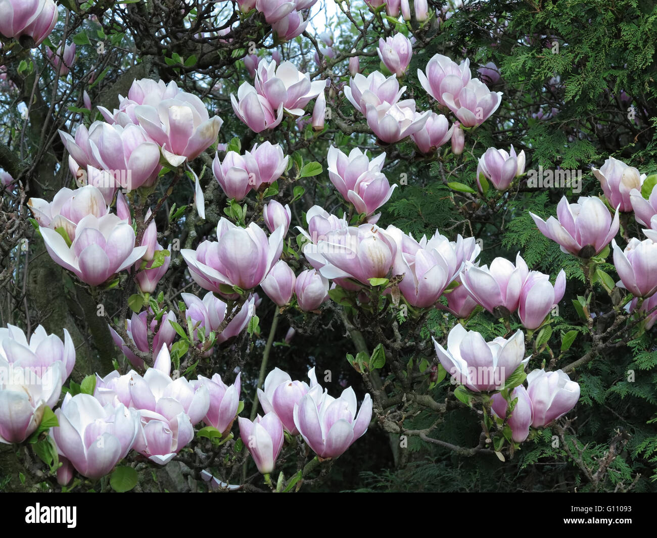 Branches of the blooming magnolia Stock Photo Alamy