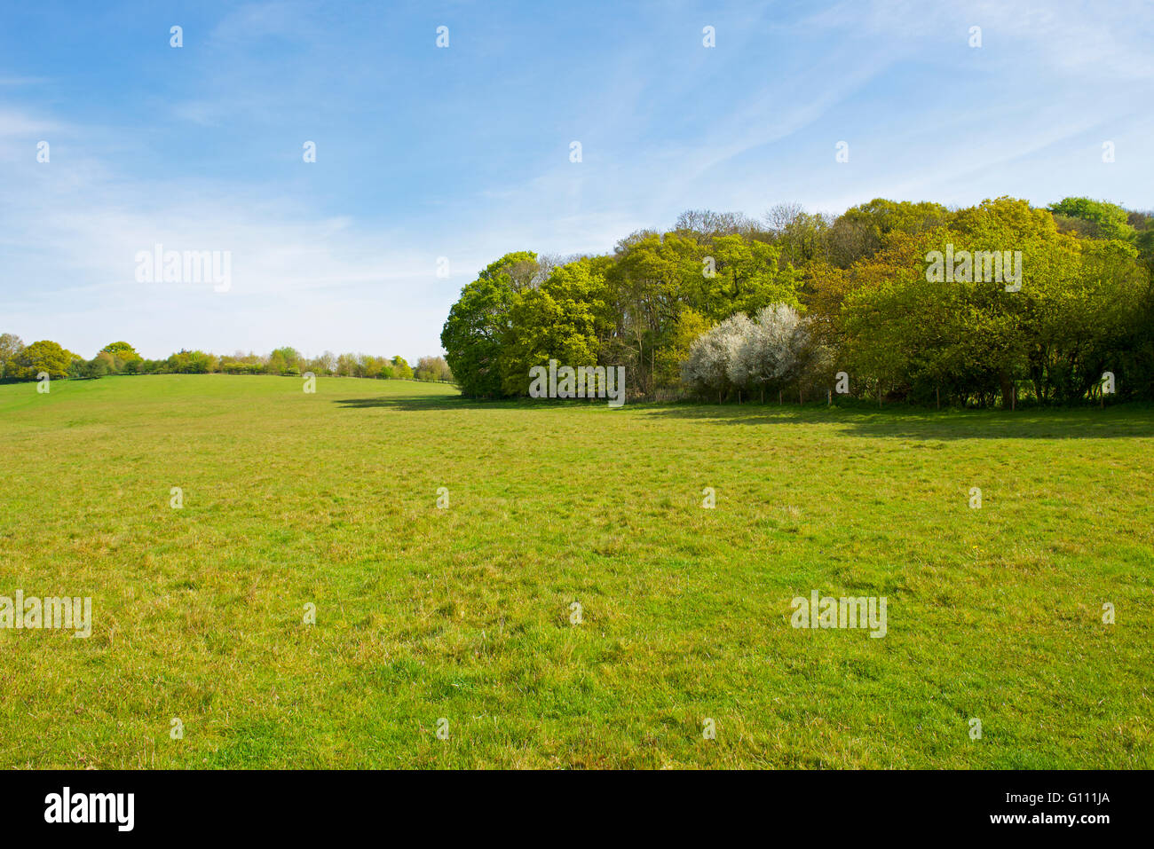 Open field - and deciduous wooland - at Flatford, Dedham Vale, Essex, England UK Stock Photo