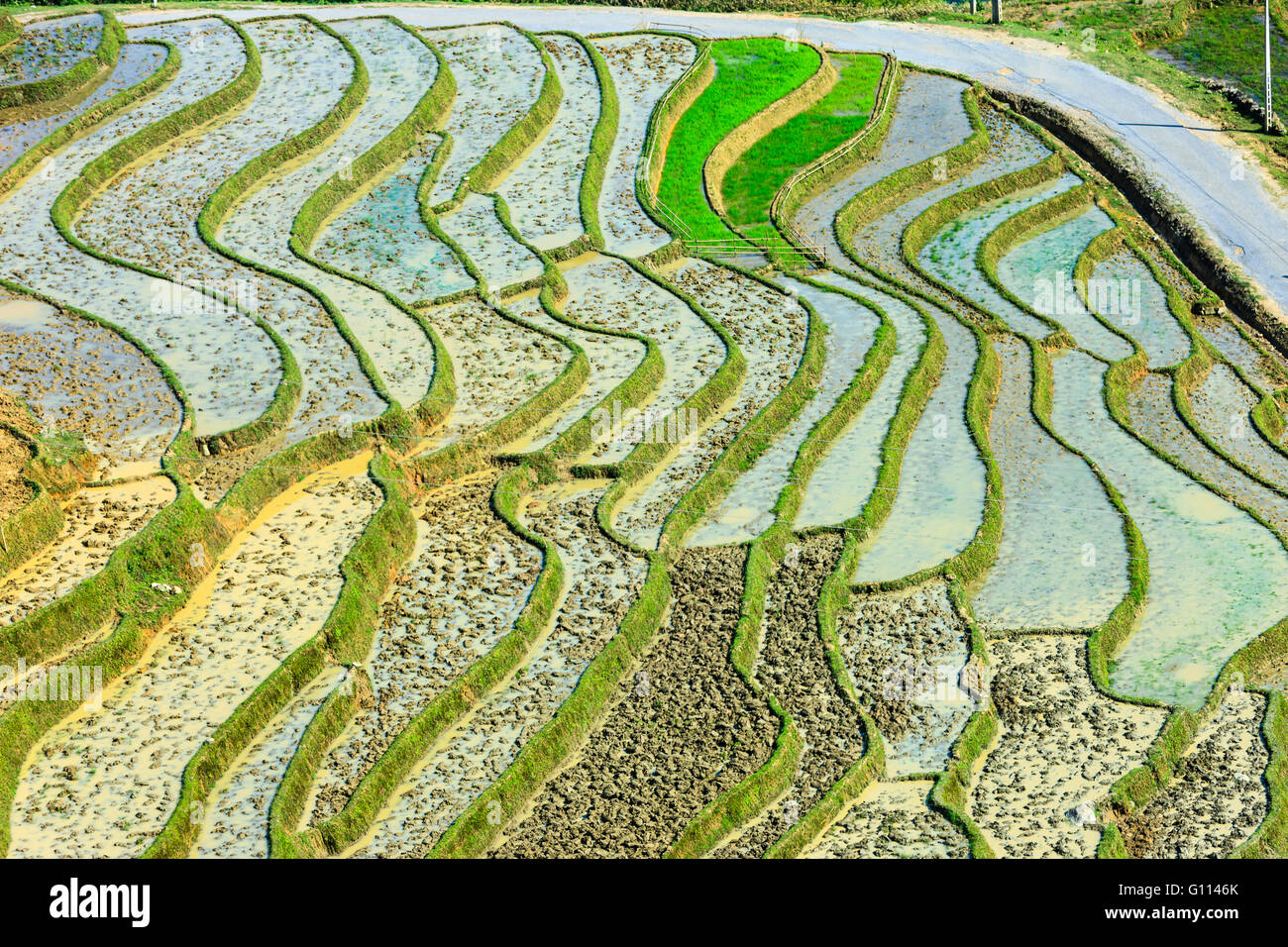 Rice Fields In North Vietnam Stock Photo Alamy