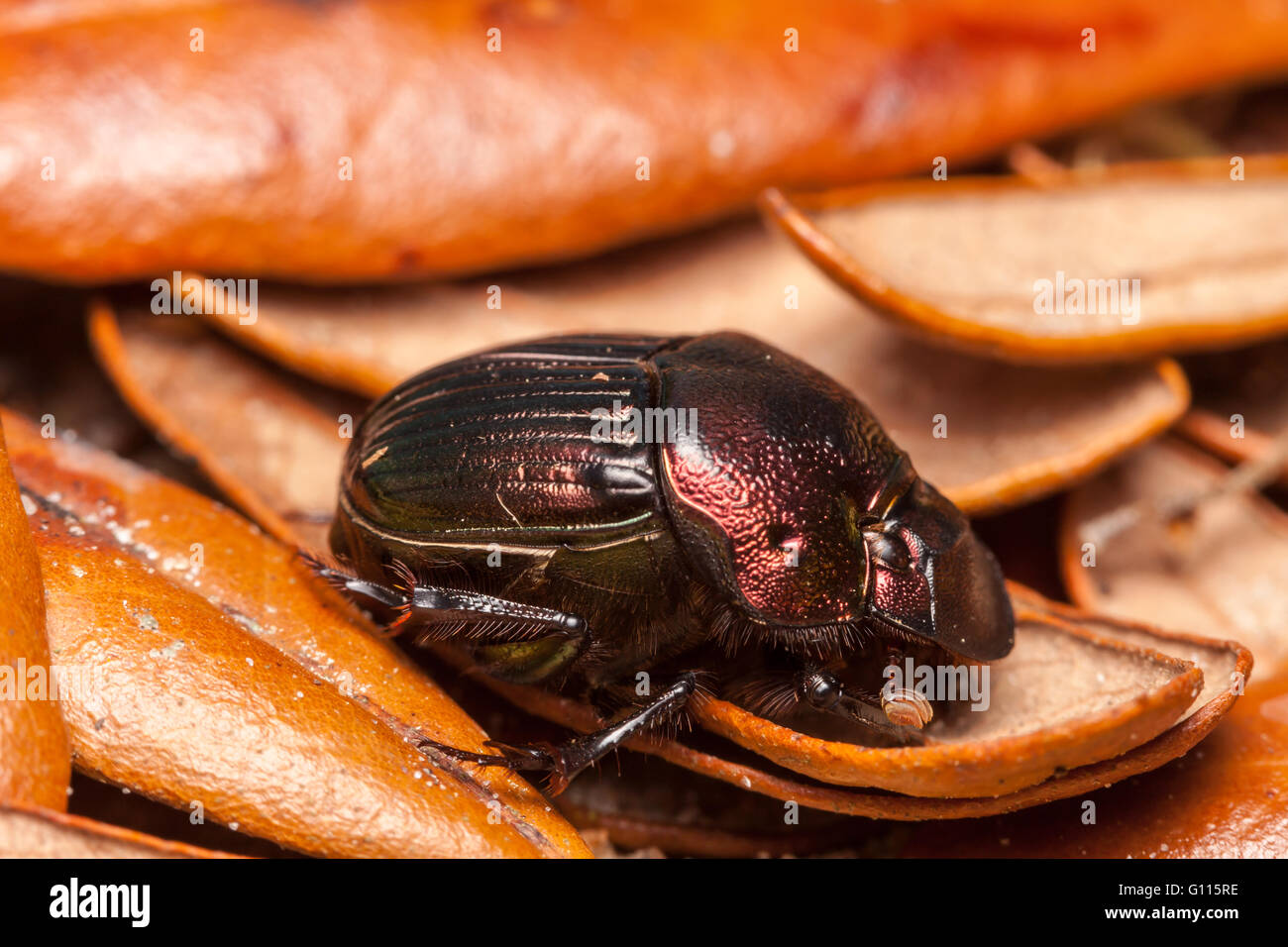 Female Rainbow Scarab beetle (Phanaeus igneus) Stock Photo