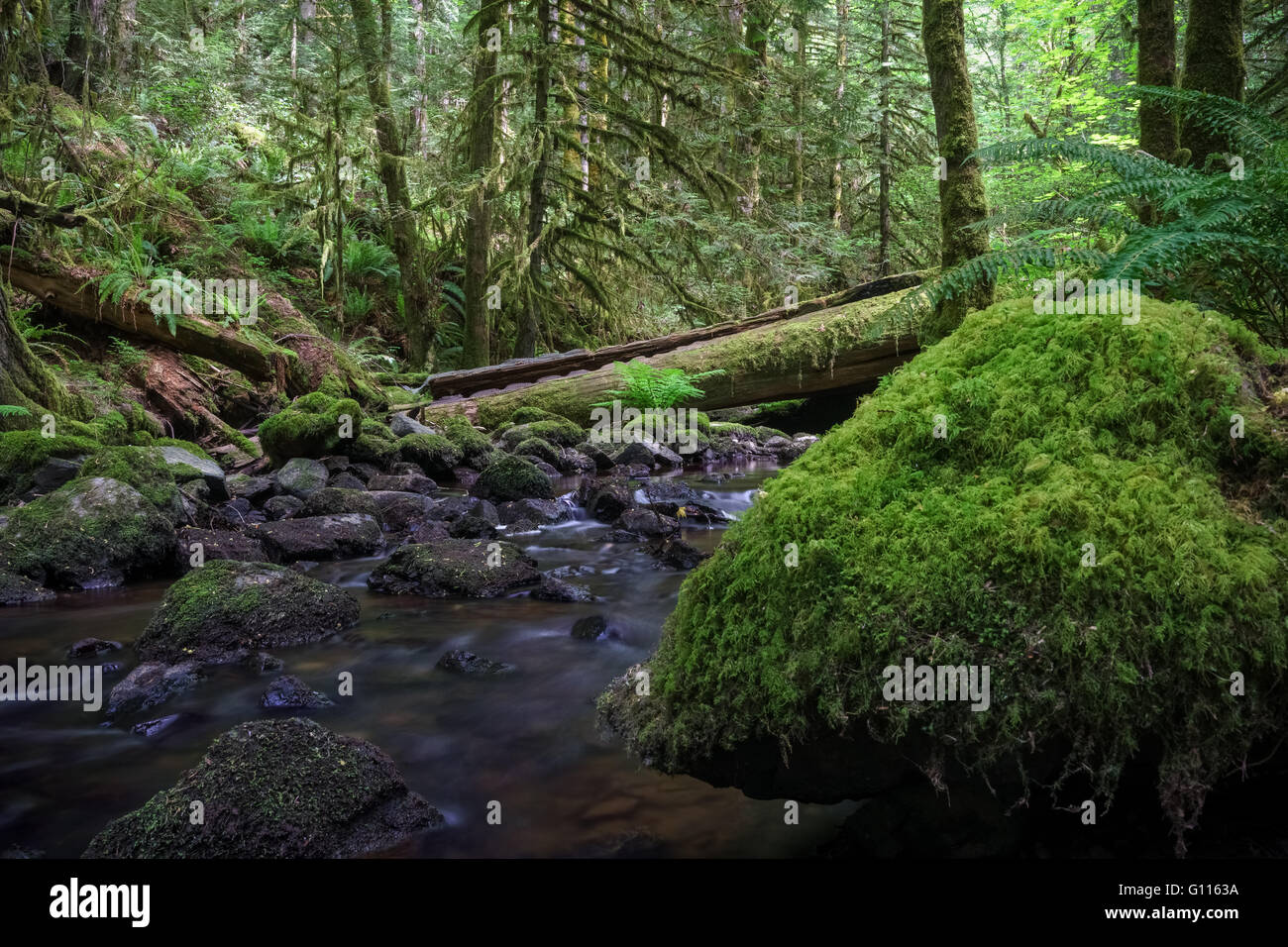 Tod Creek in Gowland Tod Provincial Park, Victoria, British Columbia Canada Stock Photo