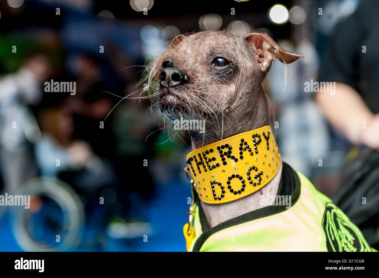 2012 world's sales ugliest dog