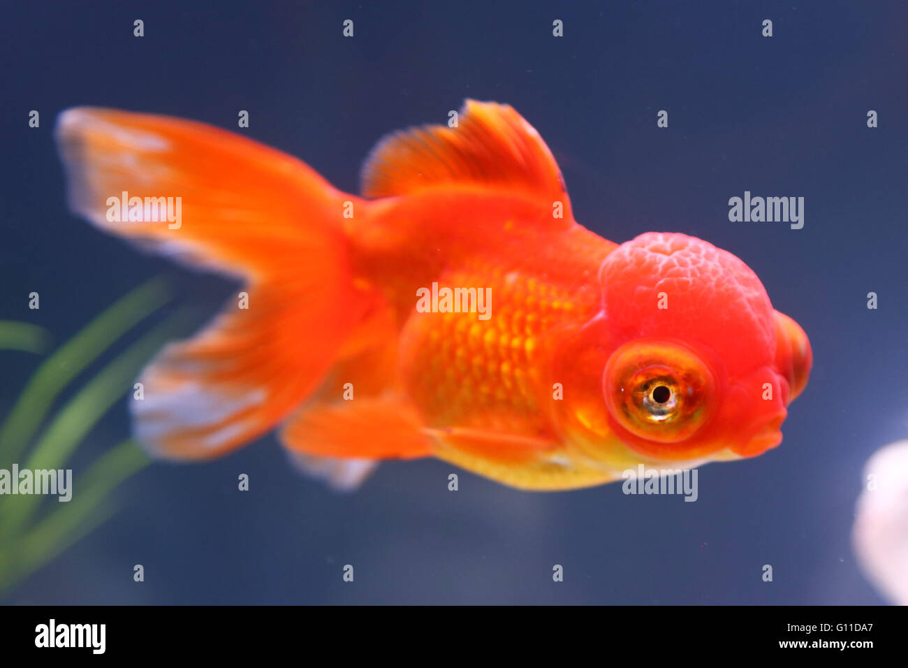 Fancy goldfish hires stock photography and images Alamy