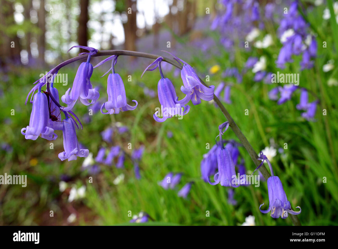 Aberystwyth, Wales, UK. 07th May, 2016. UK Weather - A bluebell spike leans over heavy with flowers in a wood near Aberystwyth, Wales UK as warm weather moves across the UK. Credit:  John Gilbey/Alamy Live News Stock Photo